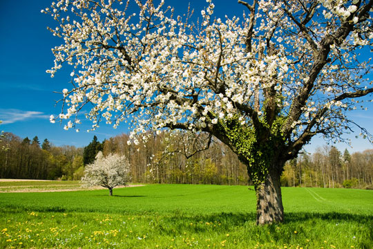 Baum