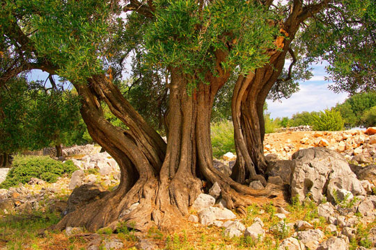 Baum