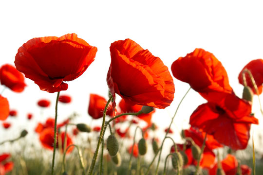Blumen